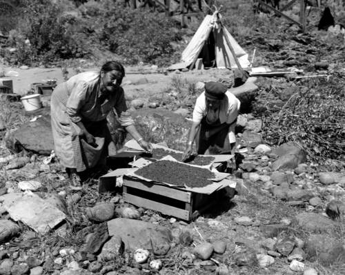 Image I-29071 courtesy of the Royal BC Museum and Archives Theresa Gabriel (left) and unknown Lil’wat woman drying berries (c. 1954).