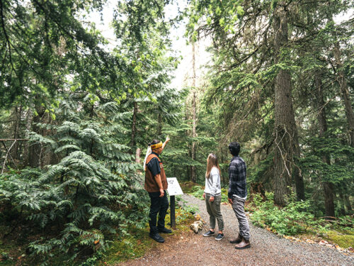 Forest Tour